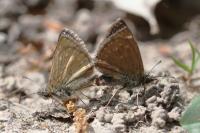 Erynnis tages