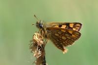Carterocephalus palaemon