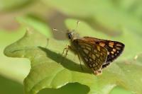 Carterocephalus palaemon