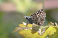 Pyrgus malvae