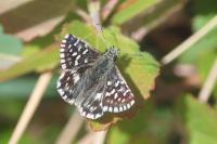 Pyrgus malvae
