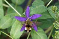 Hemaris fuciformis