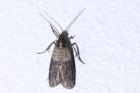 Plodia interpunctella