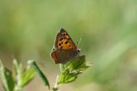 Lycaena phlaeas