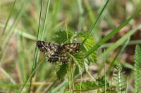 Ematurga atomaria