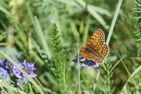 Melitaea cinxia