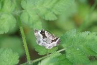 Epirrhoe alternata