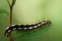 Acronicta rumicis