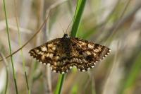 Ematurga atomaria