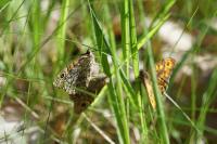 Lasiommata megera
