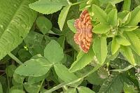 Ematurga atomaria