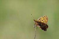 Boloria dia