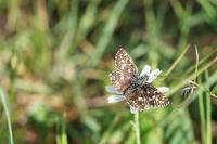 Pyrgus malvae