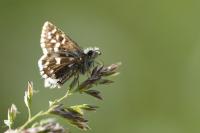 Pyrgus malvae