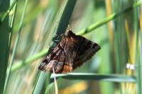 Euclidia glyphica