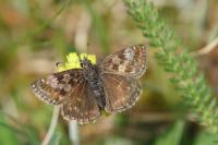 Erynnis tages