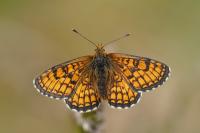Melitaea parthenoides