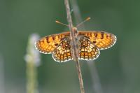 Melitaea parthenoides