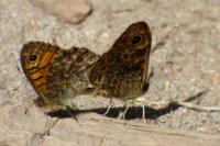 Lasiommata megera