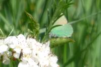 Callophrys rubi