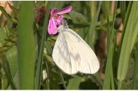 Leptidea sinapis