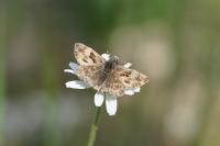 Carcharodus alceae