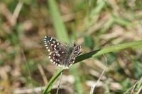 Pyrgus malvae
