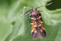 Pancalia leuwenhoekella
