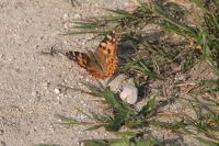 Vanessa cardui