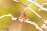 Erynnis tages