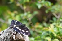 Limenitis reducta