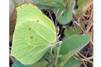 Gonepteryx rhamni