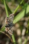 Pyrgus malvae