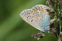 Polyommatus icarus
