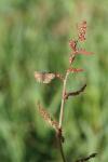 Erynnis tages