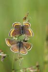 Aricia agestis