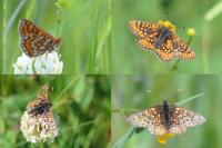 Euphydryas aurinia