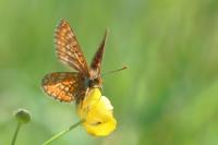 Euphydryas aurinia