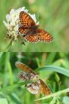 Melitaea parthenoides