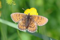 Melitaea parthenoides