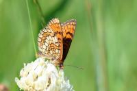Melitaea parthenoides