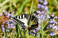 Papilio machaon