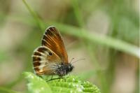 Coenonympha arcania
