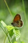 Coenonympha arcania