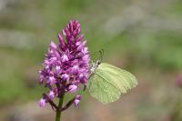 Gonepteryx rhamni