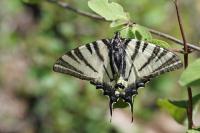Iphiclides podalirius