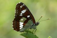 Limenitis reducta