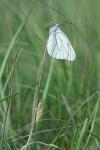 Aporia crataegi