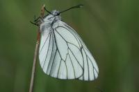 Aporia crataegi