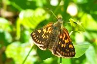 Carterocephalus palaemon